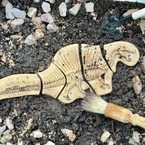 Alternative view of Yellow Door Dig & Discover – Triceratops & Spinosaurus