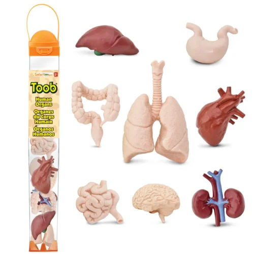 Alternative view of Safari Ltd Organen Toob